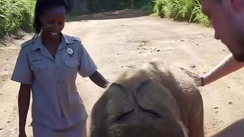 Baby Elephant Takes A Tumble On Morning Run 🥺🐘