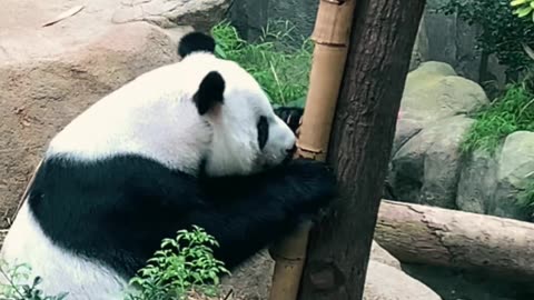 Panda Videos