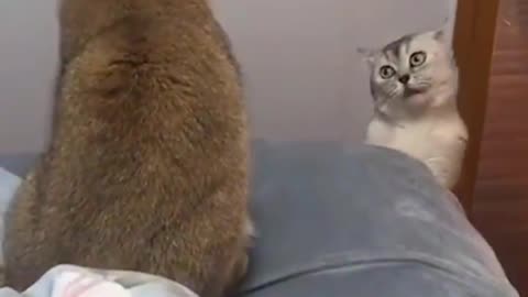 Funny cat video