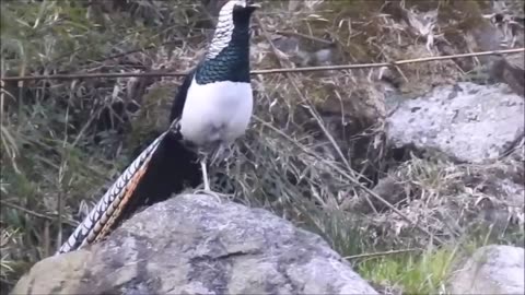 Beautiful Golden Pheasants and Wading Birds 4k