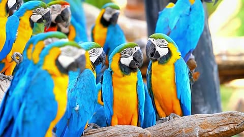 The most beautiful birds in the world