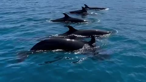 Still dreaming of the beautiful encounters with these gentle giants ✨🌈onboard