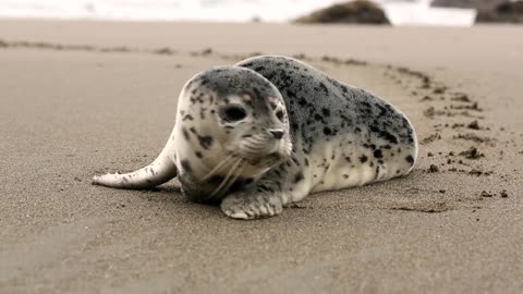 Seal fish