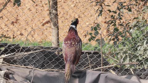 Pheasant Pose