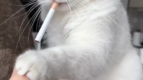 Adorable Cat's Funny 'Cigarette' Moment! 🐱😄