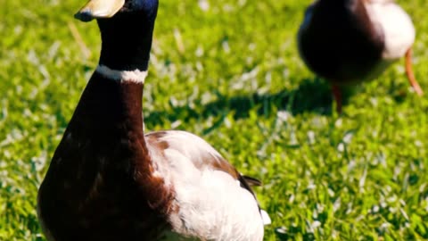 A Duck on the Grass Flapping it's Wings