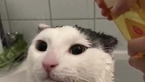 CUTE CAT VIDEO