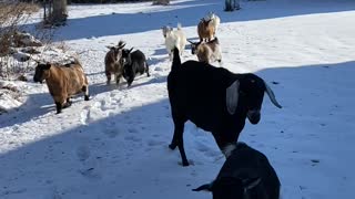 Happy goats on daily walk