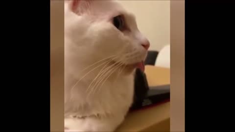 FUNNIEST ANIMALS 😹 Funny Animal Videos Compilation🤣🤣🤣🤣