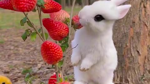 Rabbit and strawberry kids watch funny time