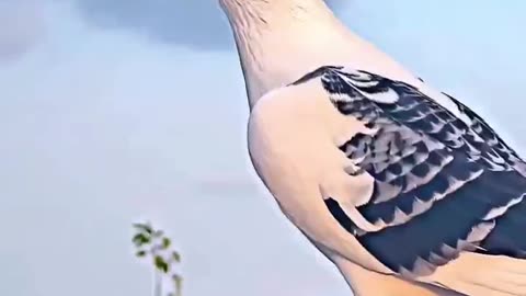 Beautiful bird