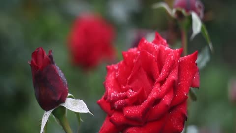 Red rose