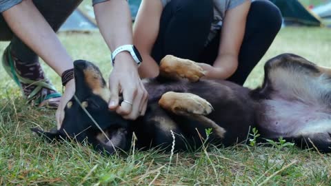 Mother and daughter is gently stroking mongrel dog at campfire,