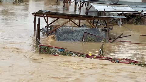 Stray Dog Swims to Safety