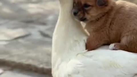 Cute Baby Dog With Other Animals