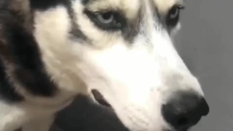 Dog is crying funny 🤣