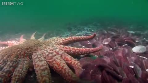 Zombie Starfish _ Nature s Weirdest Events