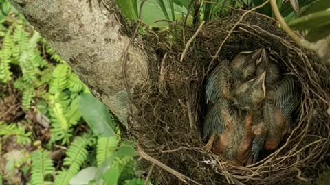 A Bird Feeding its Hatchlings