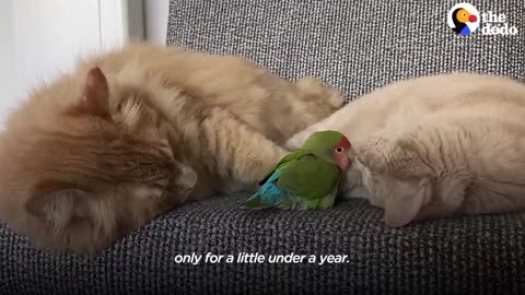 Cat Is Obsessed With His Tiny Love Bird _ The Dodo Odd Couples