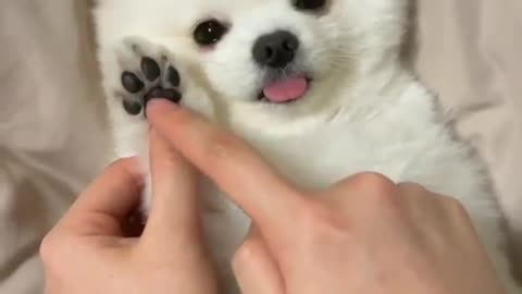 Cute Puppy Funny Reaction