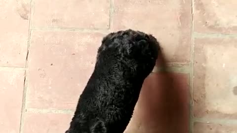 A black puppy whose baby puppy is amazing