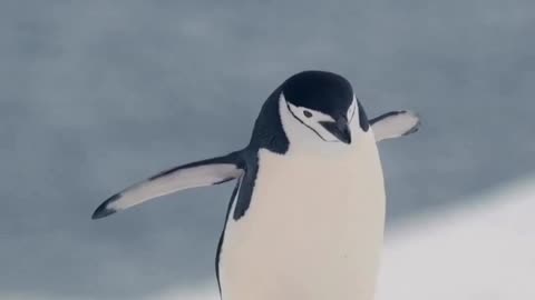 Chinstrap penguin's unique walk on ice #shorts #shortvideo #video #virals #videoviral