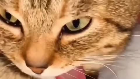 Lazy Must funny cat video, Try Not to laugh 😂🤣🐈