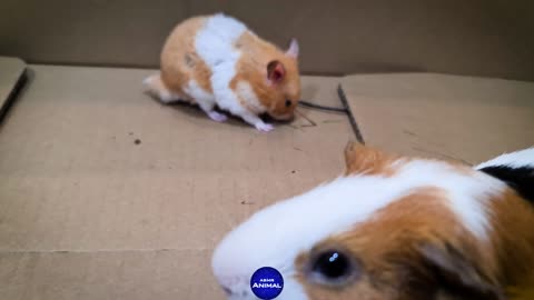 Hamster meets Guinea Pig