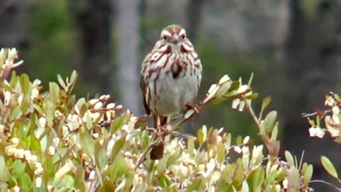 Song Sparrow