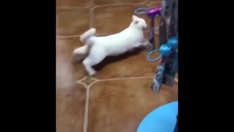 Funniest Animals Best Of The 2021 Funny Animal Videos 2