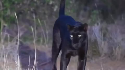 black panther