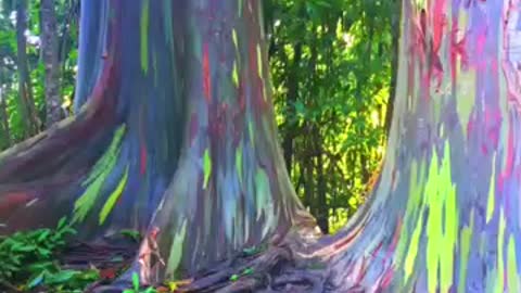 The most colourful trees #colorfull #tree #bigtrees #humanity #rainbow #trees