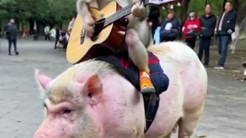 A monkey playing guitar on back of a pig