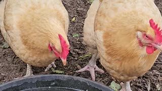 OMC! Adorable chickens eating and drinking on a hot summer day! 🐔😍 #chickens #hens #shorts #adorable