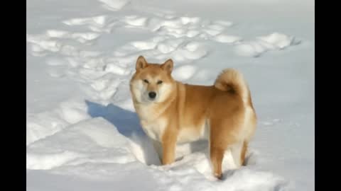 Top 10 Interesting Shiba Inu facts