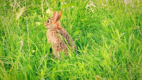 Beautiful Nature Scenery - Beautiful Butterflies, Flowers Collection, Wildlife (With Nature Sounds)