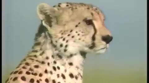 Speedy Cheetah