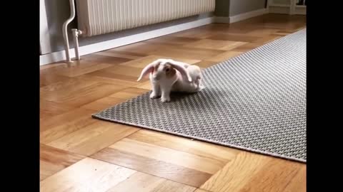 baby rabbit videos