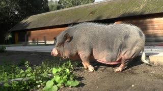 Pig Animal Even-Toed New FULL HD 2021