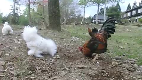 Rooster fights