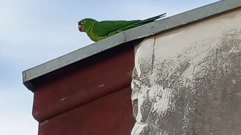 Talkative endemic brazilian green parakeet • Periquito verde endêmico brasileiro faladeiro