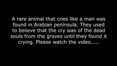 A Rare Animal That Cries Like A Human found In Arabia Peninsula