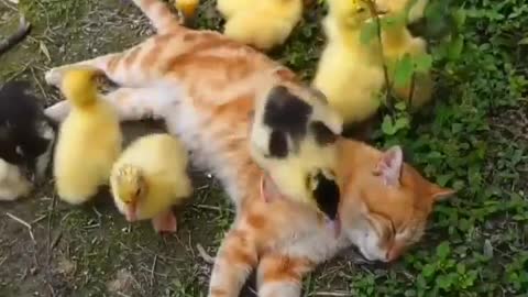 Baby animals cuteness #viral