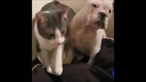 VIEW CAT SLAP THE DOG