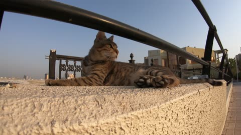 MICHAEL JACKSON - Homeless cat in Ras Al Khaimah, UAE #cat #cats #MichaelJackson #emirates #ae #UAE