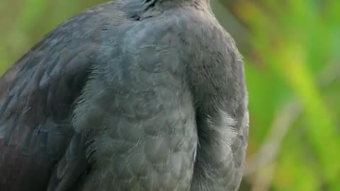 Do you know the type of bird