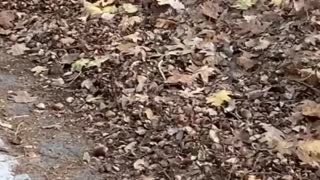 Cute Bear Climbs on Car