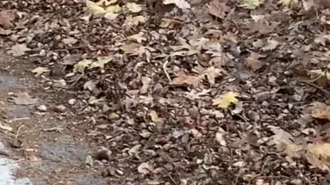 Cute Bear Climbs on Car