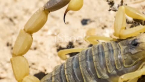 Sting of Knowledge: Deathstalker Scorpion facts