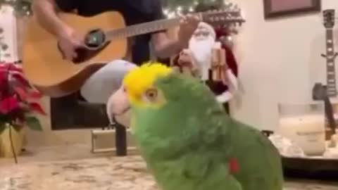 Parrot singing a song